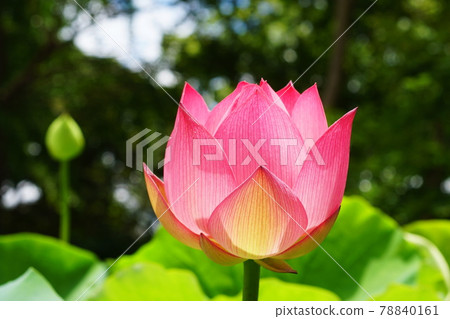 Lotus lotus Lotus lotus 78840161