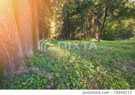 Lawn with green grass Lawn with green grass 78840213