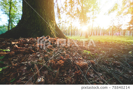 Dry leafs and pine cones Dry leafs and pine cones 78840214