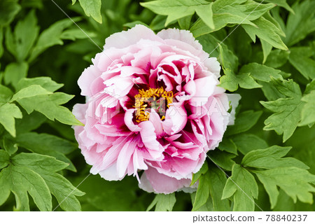 The Blooming Pink Tree Peonies. Fresh pink peony flower bush close up. The Blooming Pink Tree Peonies. Fresh pink peony flower bush close up. 78840237