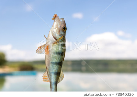 Closeup fisherman showing fresh catch of small perch bass fish furing fishing on lake or river on bright warm sunny day against blue sky refection. Outdoors nature adventure and vacation concept Closeup fisherman showing fresh catch of small perch bass fish furing fishing on lake or river on bright warm sunny day against blue sky refection. Outdoors nature adventure and vacation concept 78840320