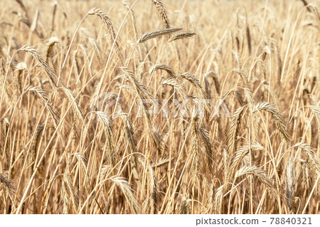 Close-up texture pattern view of ripe golden organic wheat stalk field landscape on bright sunny summer day. Cereal crop harvest growth background. Agricultural agribuisness business concept Close-up texture pattern view of ripe golden organic wheat stalk field landscape on bright sunny summer day. Cereal crop harvest growth background. Agricultural agribuisness business concept 78840321