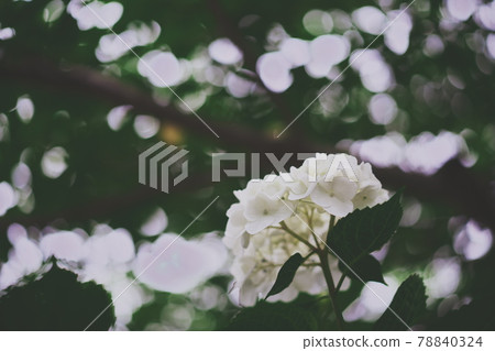Beautiful hydrangea that shines in the green 78840324