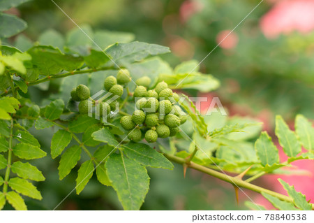 Sansho no Mi Sansho (May) Home garden Sansho no Mi Sansho (May) Home garden 78840538