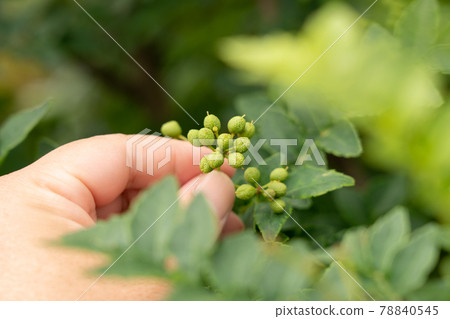 Japanese pepper fruit Harvesting Japanese pepper Men's hands (May) Home garden 78840545