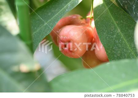 Rembu (lotus fog), Javaft peach Rembu (lotus fog), Javaft peach 78840753