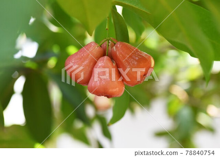 Rembu（蓮花霧），Javaft 桃 78840754
