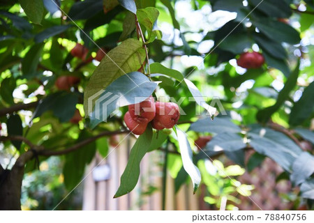 Rembu（蓮花霧），Javaft 桃 78840756