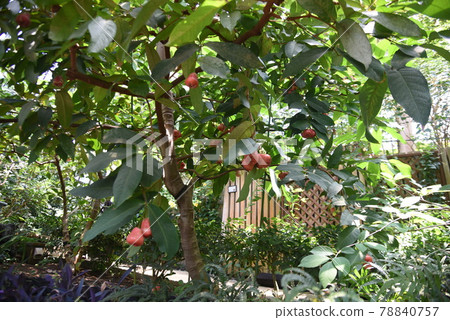 Rembu（蓮花霧），Javaft 桃 78840757
