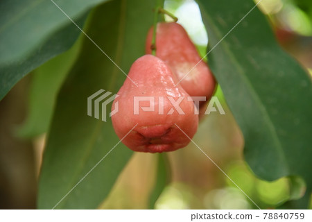 Rembu（蓮花霧），Javaft 桃 78840759
