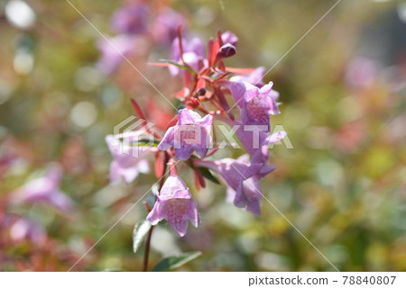 Safflower Aberia 78840807