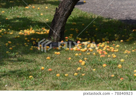 Plum picking work in the plum garden ・ Seasonal tradition of ripening plums Plum picking work in the plum garden ・ Seasonal tradition of ripening plums 78840923