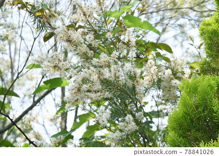 Tea tree (Mera Leuka) flowers Tea tree (Mera Leuka) flowers 78841026