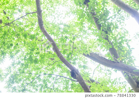 Bright fresh green tree Bright fresh green tree 78841330