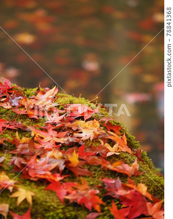 The vivid autumnal scenery of Nara Murouji Temple The vivid autumnal scenery of Nara Murouji Temple 78841368