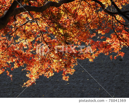 The vivid autumnal scenery of Nara Murouji Temple The vivid autumnal scenery of Nara Murouji Temple 78841369