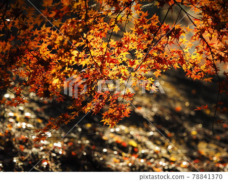 The vivid autumnal scenery of Nara Murouji Temple The vivid autumnal scenery of Nara Murouji Temple 78841370