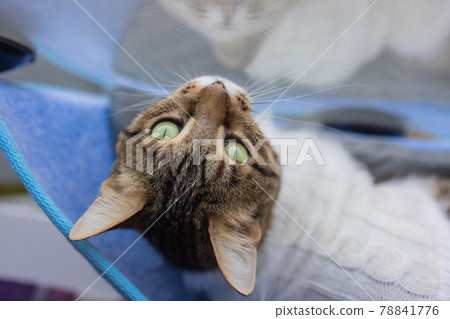 cat laying in wall glass mounted bed at home. cat laying in wall glass mounted bed at home. 78841776