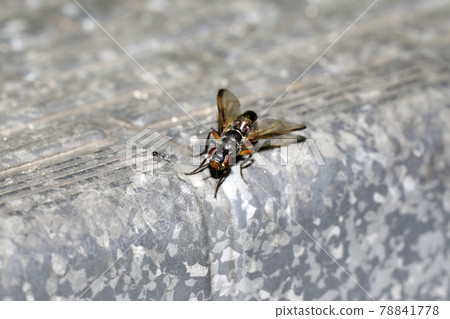 Higenaga Hirokuchi fly 78841778