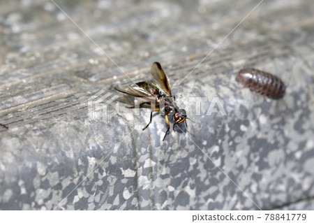 Higenaga Hirokuchi fly 78841779