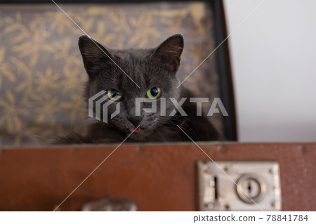 A blurred silhouette of a curious cat peeking out of an old suitcase game of travel. 78841784