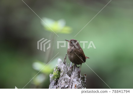 棲息在朽木上的鷦鷯 棲息在朽木上的鷦鷯 78841794