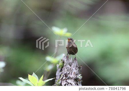 鷦鷯也唱歌 鷦鷯也唱歌 78841796