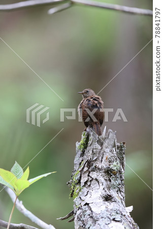 棲息在朽木上的鷦鷯 棲息在朽木上的鷦鷯 78841797