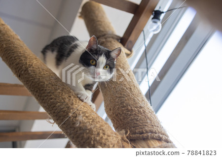Cat Scratching.Claws on the scratching post against the background of the window. Cat Scratching.Claws on the scratching post against the background of the window. 78841823
