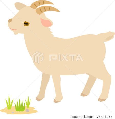 從側面看有角的山羊 78841932