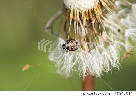 Larva of the stink bug 78842014