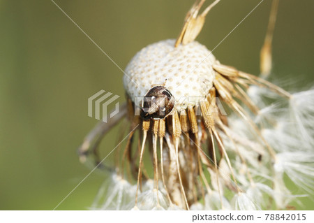 Larva of the stink bug 78842015