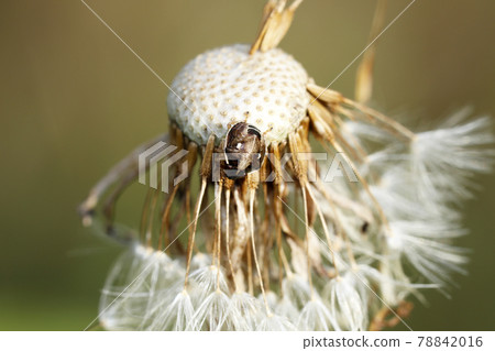Larva of the stink bug 78842016