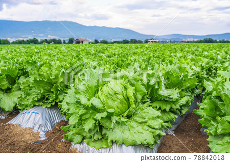 Plateau vegetables Lettuce field in Seba, Shiojiri Plateau vegetables Lettuce field in Seba, Shiojiri 78842018