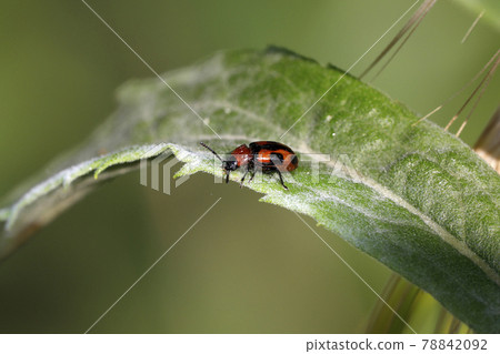 Yotsuboshi Ladybird Damashes 78842092