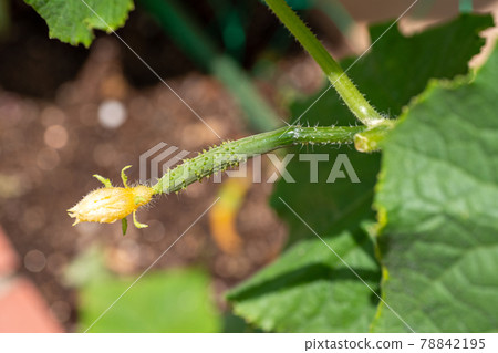 Female flowers and young fruits of cucumber cultivated in the garden 78842195