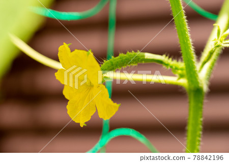 Female flowers and young fruits of cucumber cultivated in the garden 78842196