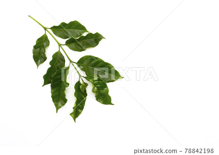 coffee leaf isolated on white background coffee leaf isolated on white background 78842198