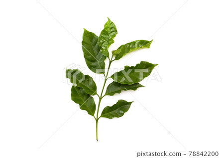 coffee leaf isolated on white background 78842200