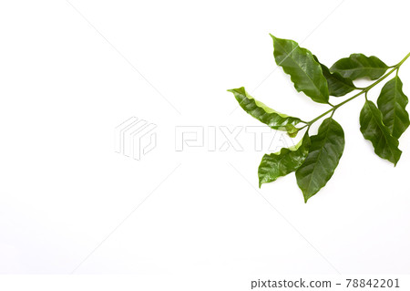 coffee leaf isolated on white background coffee leaf isolated on white background 78842201