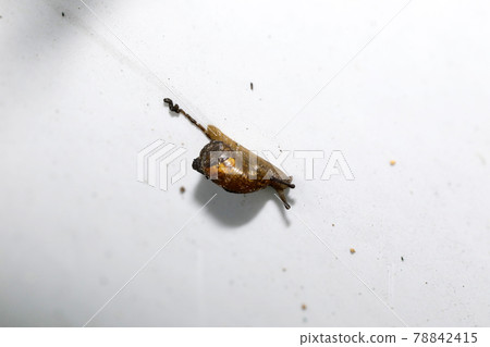 Oka mono aragai Oka mono aragai 78842415