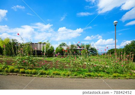 雨季谷藍天與都市農業公園農園風光 78842452