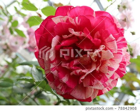 Oddavio Missoni Rose 78842908