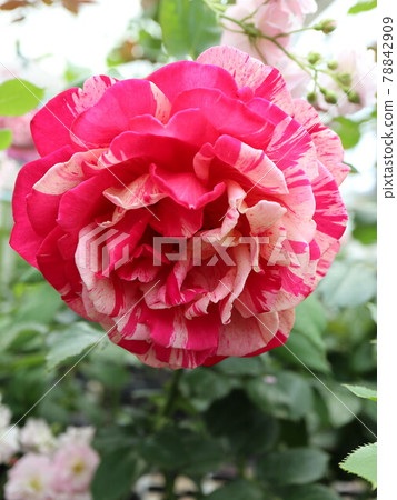 Oddavio Missoni Rose Oddavio Missoni Rose 78842909