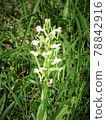 側柏野草 78842916