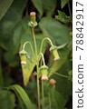 Gynura crepidioides 野草 78842917