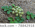 Glehnia，繖形科 78842918