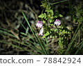 越釜山野草 78842924
