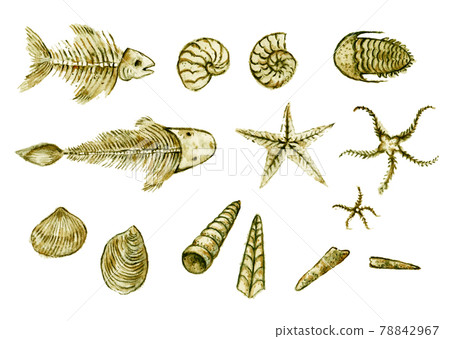 Set of hand drawn seashell, ammonites, trilobite and other fossil animals 78842967