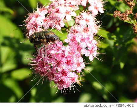 Cetoniinae that came to the flower of Spirea japonica Cetoniinae that came to the flower of Spirea japonica 78843408